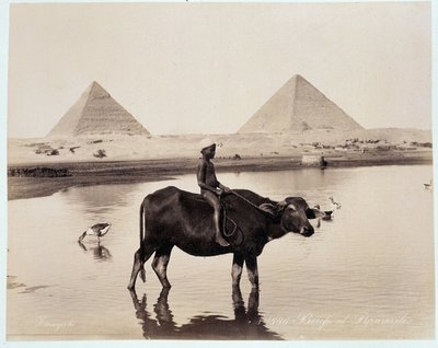 Et barn og en okse i en vandmasse ved foden af pyramiderne af Chephren (Khephren) og Kheops (Cheops, Keops, Khoufu, Khufu) a Guizeh (Guiseh, Giza, Giza) - fotografi af Freres Zangali, slutningen af 19. århundrede af Brothers Zangaki