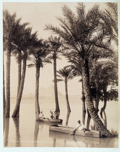 En palmelund ved foden af pyramiderne i Egypten - fotografi af Zangali-brødrene, slutningen af det 19. århundrede af Brothers Zangaki
