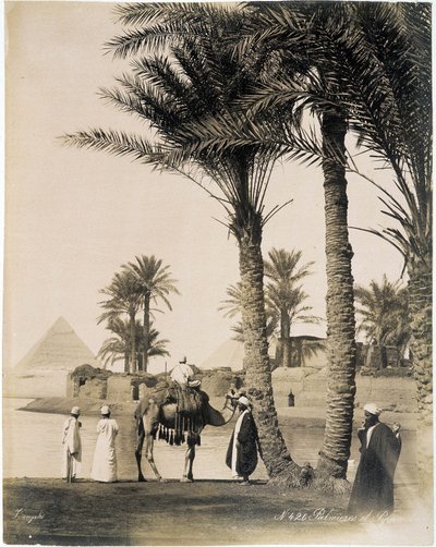 Palmelund ved foden af pyramiderne i Egypten - fotografi af Zangali Brothers, slutningen af det 19. århundrede af Brothers Zangaki