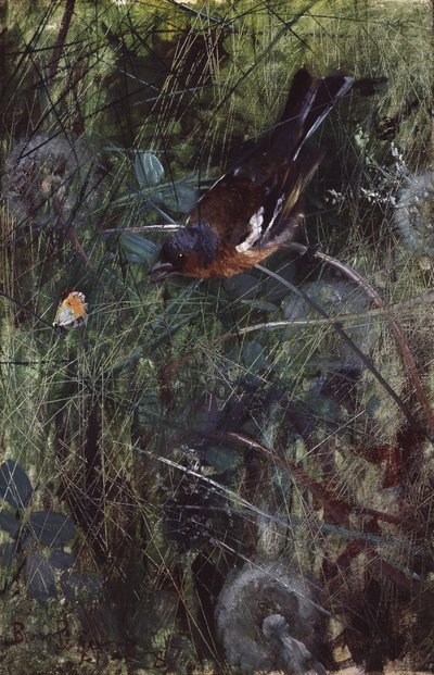 Bogfinke af Bruno Andreas Liljefors