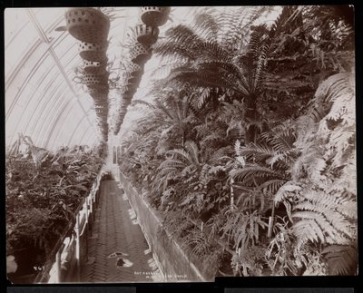 Planter i et drivhus på Helen Gould ejendom (sen Jay Gould bopæl) i Tarrytown, New York, 1894 (sølv gelatine print) af Byron Company