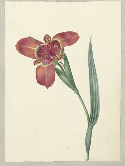 Blomsten hedder Ferraria Tigrina af C.J. Kruimel