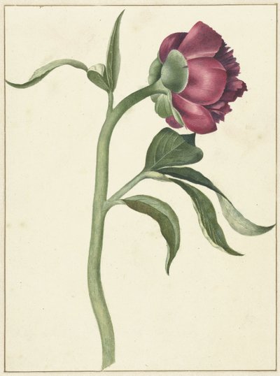 Blomst af pæonen af C.J. Kruimel
