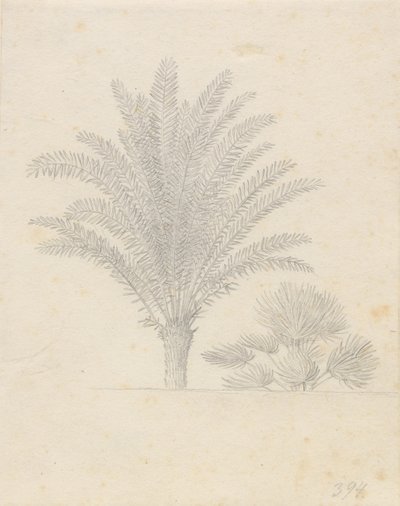 Palmetræ og bladgruppe af Christoffer Wilhelm Eckersberg