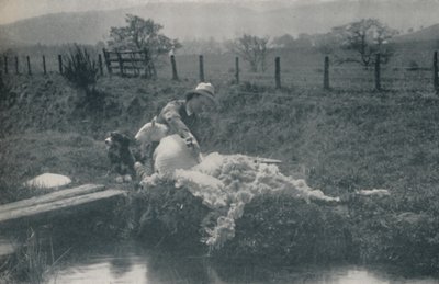 Fåreklipning, 1910 af C. Reid