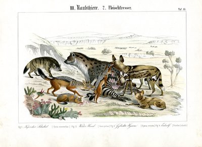 Afrikanske kødædere på jagt af C. Roth