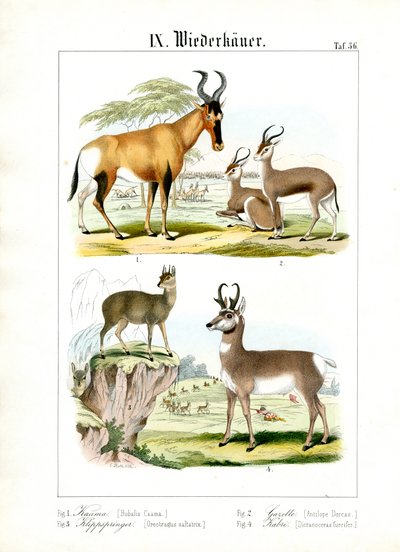 Afrikanske drøvtyggere på savannen af C. Roth