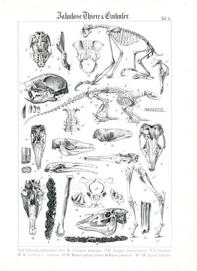 Anatomisk illustration af edentater og heste af C. Roth