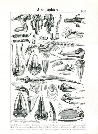 Anatomisk illustration af havpattedyr af C. Roth
