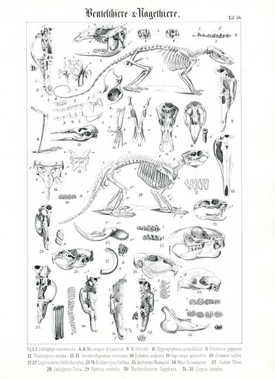 Anatomisk illustration af pungdyr og gnavere af C. Roth