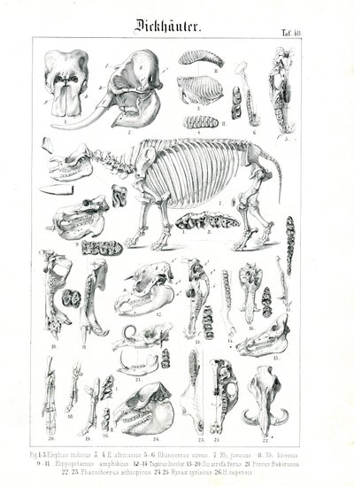 Anatomisk illustration af tykhuder af C. Roth