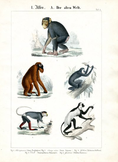 Aber i den gamle verden af C. Roth