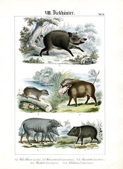 Fem arter af grise og deres slægtninge af C. Roth