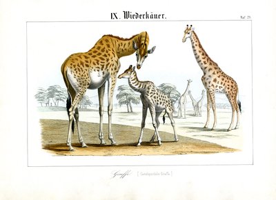 Giraffer på den afrikanske savanne af C. Roth