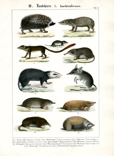 Insektædende pattedyr af C. Roth