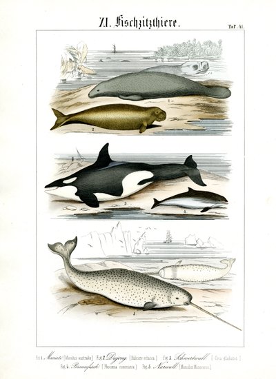 Havpattedyr og deres anatomiske træk af C. Roth