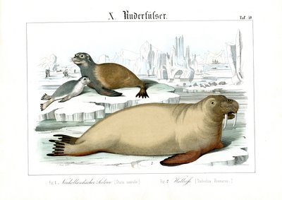 Havpattedyr i polarområderne af C. Roth