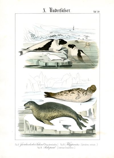 Sæler i arktiske farvande af C. Roth