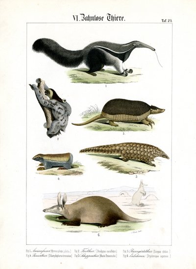 Tandløse dyr: Myresluger, dovendyr og bæltedyr af C. Roth