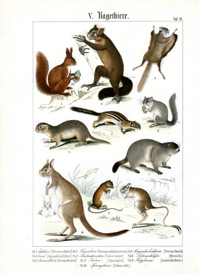 Forskellige gnaverarter fra Europa og Amerika af C. Roth