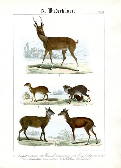 Forskellige små drøvtyggere fra Asien af C. Roth