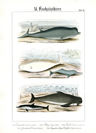 Hvaler og delfiner i deres marine levesteder af C. Roth