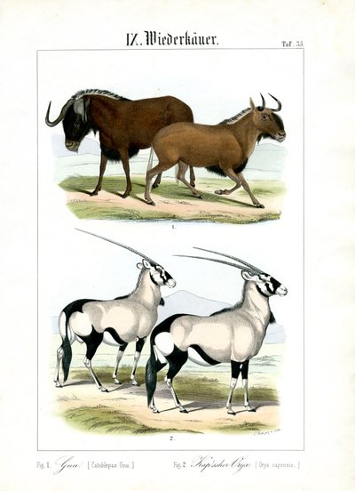Gnuer og gemsbok af C. Roth