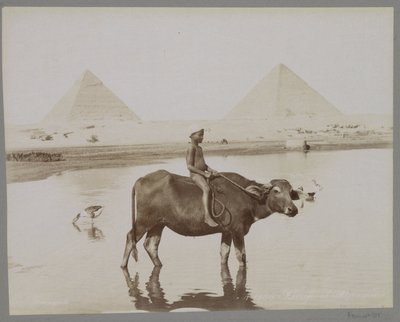 Dreng på en bøffel med to pyramider i baggrunden i Egypten Beufe et Pyramides (titel på objekt) af C. and G. Zangaki