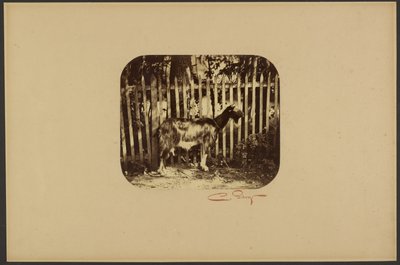 [Ged] af Camille Silvy