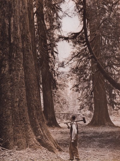 Douglasgraner, British Columbia, Canada (s/h-foto) af Canadian Photographer