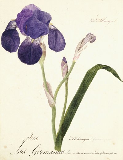 tysk Iris Iris Germanicus, ca. 1815-1851 af Capitaine Pelletier