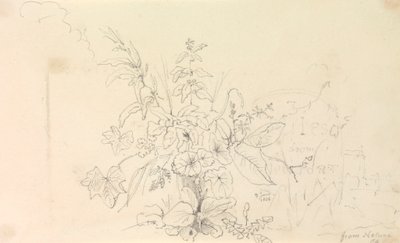 Skitse af planter og en milepæl fra naturen, 3. juni 1826 af Capt. Thomas Hastings