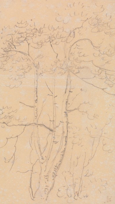 Skitse af træer, Shorwell, Isle of Wight af Capt. Thomas Hastings