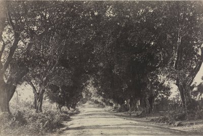 Avenue of the Banian Trees, Seringham, Indien, 1858. af Captain Linnaeus Tripe
