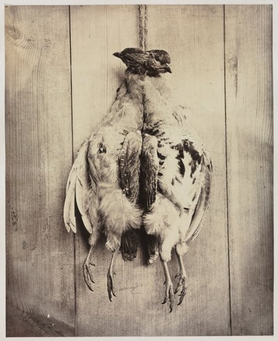 Agerhøns recto, ca. 1861. af Captain N. Baily