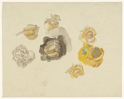 Undersøgelser af blomster i gult af Carel Adolph Lion Cachet