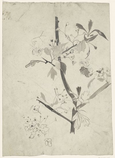 Gren med blomst af Carel Adolph Lion Cachet