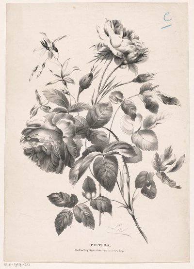 Twee rosen Pictura (serietitel på objekt) af Carel Christiaan Antony Last