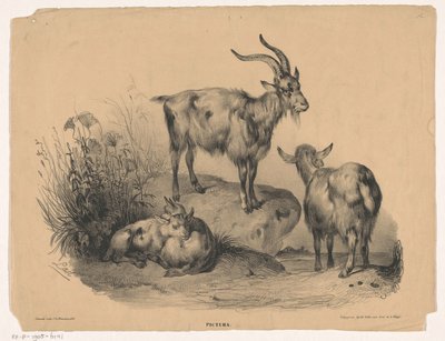 Fire geder Pictura (serietitel på objekt) af Carel Christiaan Antony Last