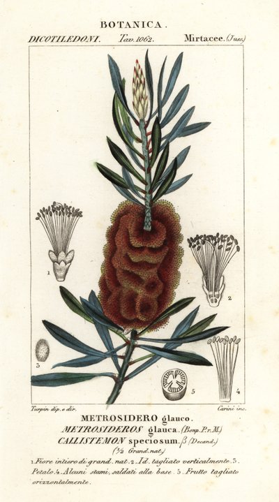 Albany flaskebørste, Callistemon smuk af Carini Carini