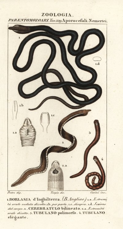 Støvlesnøreorm, Lineus longissimus 1, Borlasia angliae 1, snabelorm, Cerebratulus bilineatus 2, Cerebratulus bilineatus 2, båndorm, Tubulanus polimorphus 3, Tubulanus elegans 4 af Carini Carini