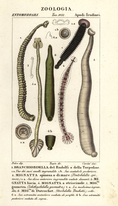 Fiskeigler og ferskvandsigler: Branchiobdellida 1, Pontobdella spinosa 2, Whitmania laevis 3, Hirudo vittata 4, Piscicola geometra 5, Ichthyobdella geometra 5, Geobdella trochetii 6 af Carini Carini
