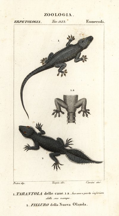 Husgekko, Hemidactylus frenatus 1, og bredhalegekko, Phyllurus platurus 2 af Carini Carini