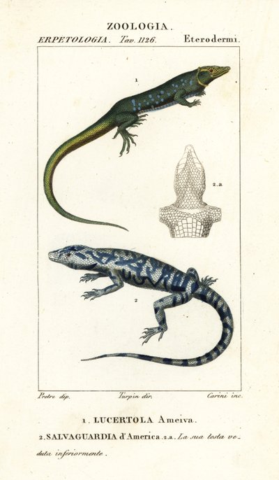 Jungle-runner, Ameiva ameiva,, Lucertola ameiva 1 og golden tegu, Tupinambis teguixin, Safeguard of America af Carini Carini