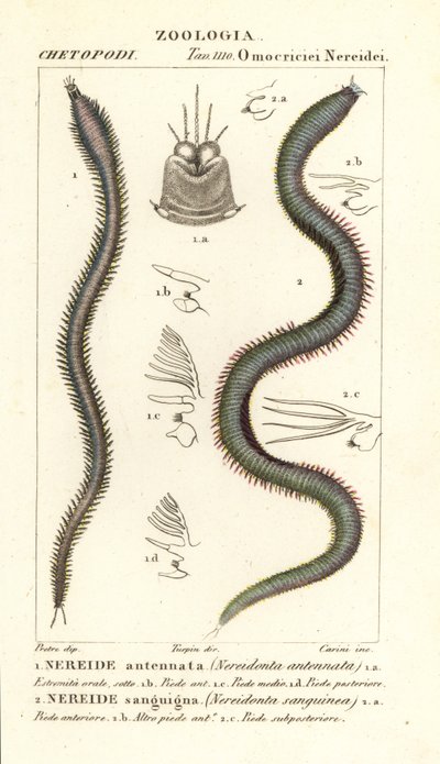 Leodice antennata, Nereidonta antennata 1 og Eunice sanguinea, Nereidonta sanguinea 2 af Carini Carini