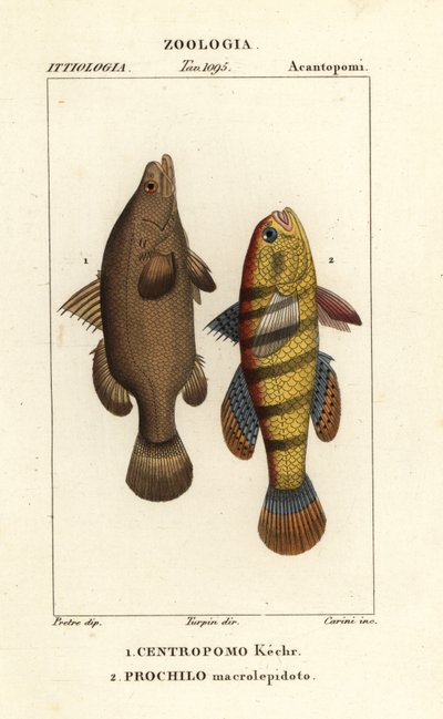 Nilaborre, Lates niloticus og sovende fisk eller gudgeon, Ophiocara macrolepidota af Carini Carini