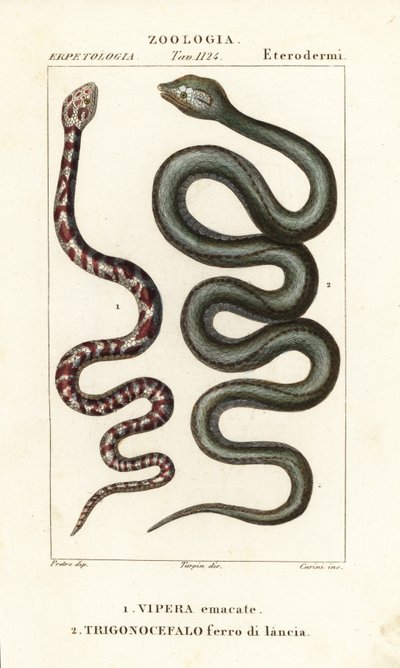 Ringhalset spyttekobra, Hemachatus haemachatus 1, og Martinique lancehead, Bothrops lanceolatus 2 af Carini Carini