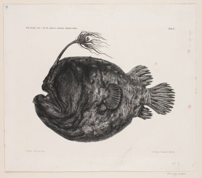 Naturhistorisk tegning af Carl Christian Larsen Cordts