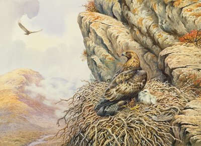 Golden Eagles på Eyrie af Carl Donner