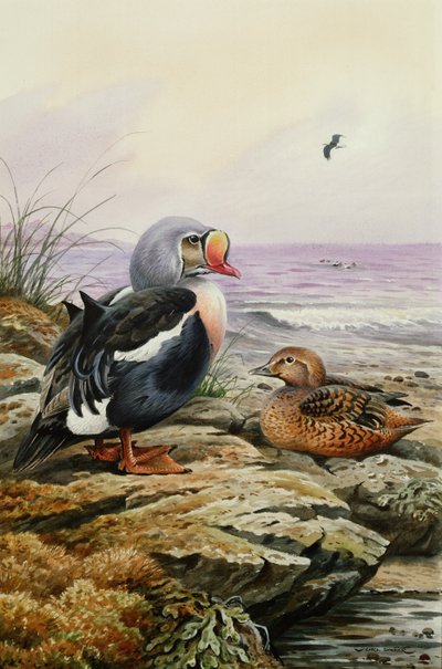 King Eider (toilet) af Carl Donner